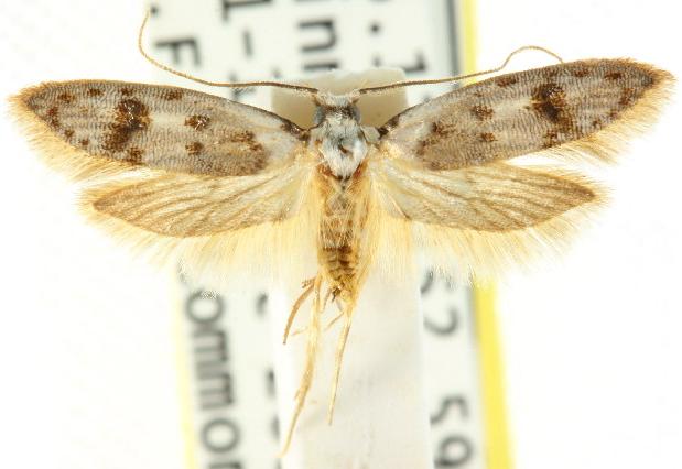 Scatochresis innumera