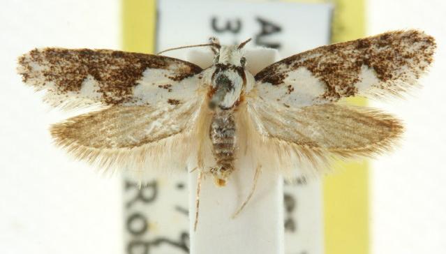 Hesperoptila lasiocephala