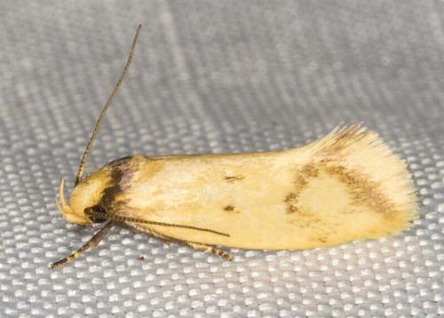 Olbonoma leptospila