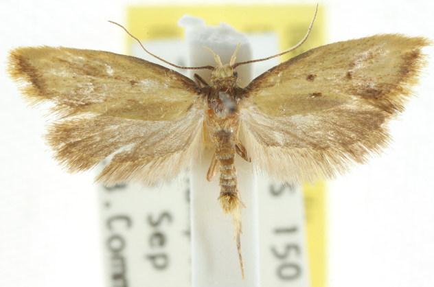 Olbonoma leptospila