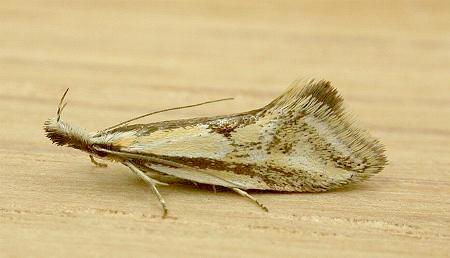 Thema macroscia