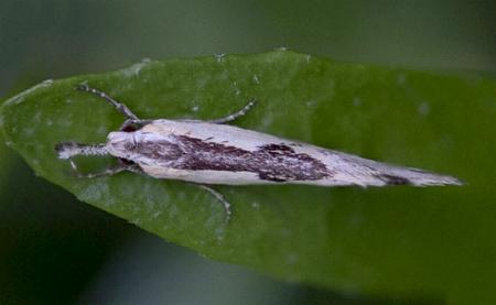 Thema macroscia