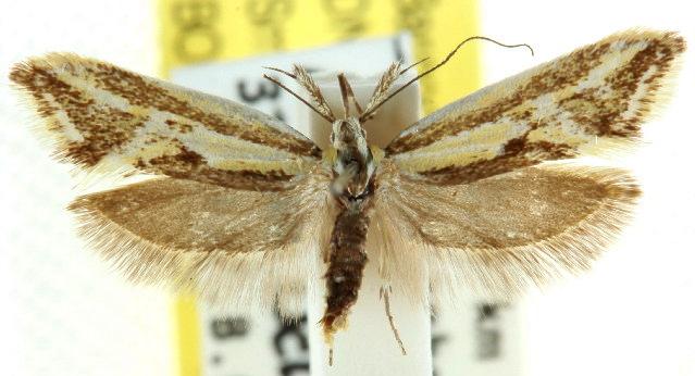 Thema macroscia