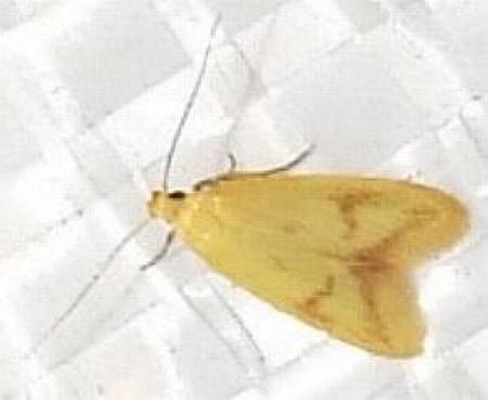 Aeolothapsa malacella