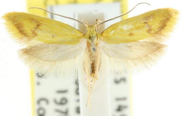 Aeolothapsa malacella
