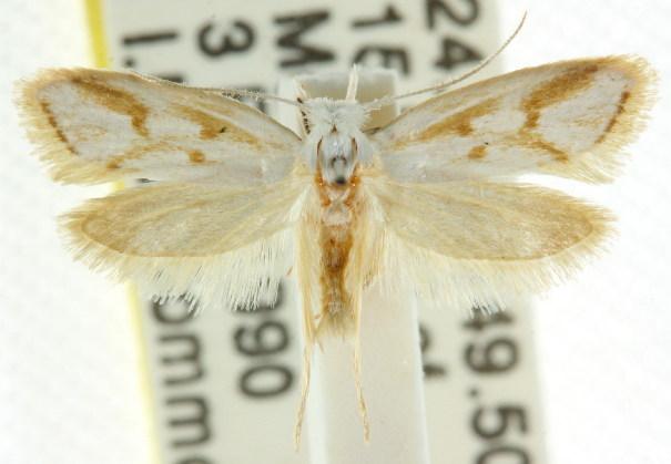 Pararsia marmorea