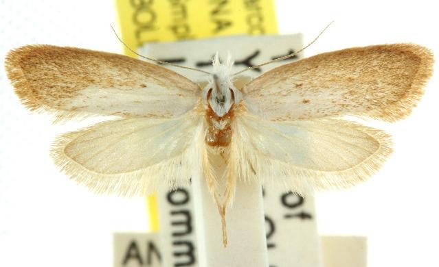 Pararsia marmorea