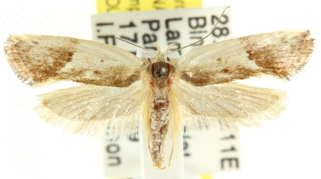 Chezala osteochroa
