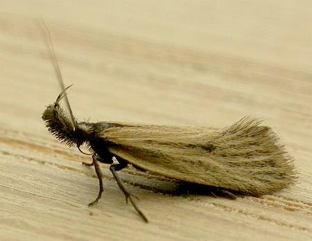 Thema protogramma