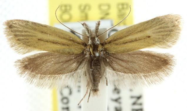 Thema protogramma