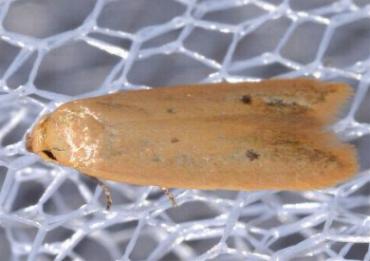 Platoloncha psamathina
