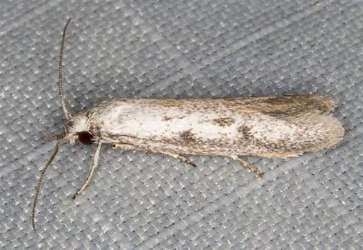 Artiastis ptochopa