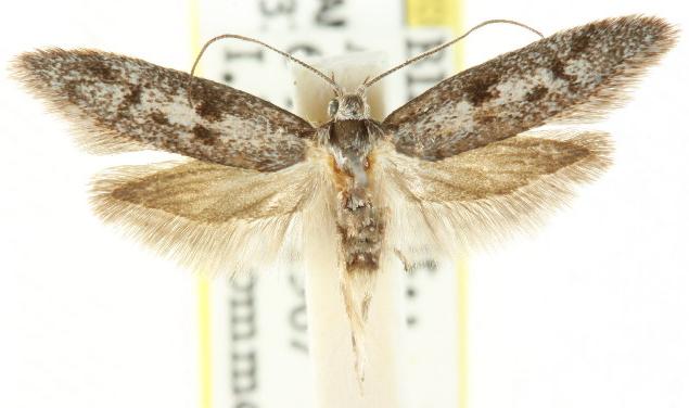 Artiastis ptochopa