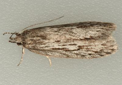 Anomozancla scopariella