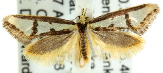 Diapatela semophanes