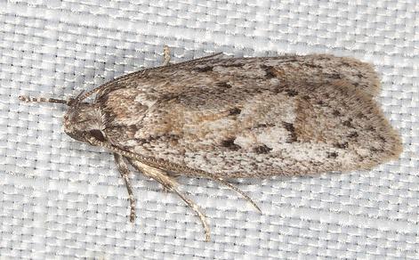 Acantholena siccella