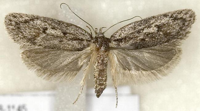 Acantholena siccella
