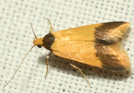 Tachystola sidonia