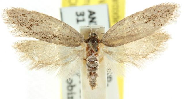 Olenacantha tephropolia