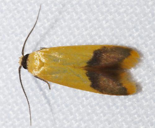 Tachystola thiasotis