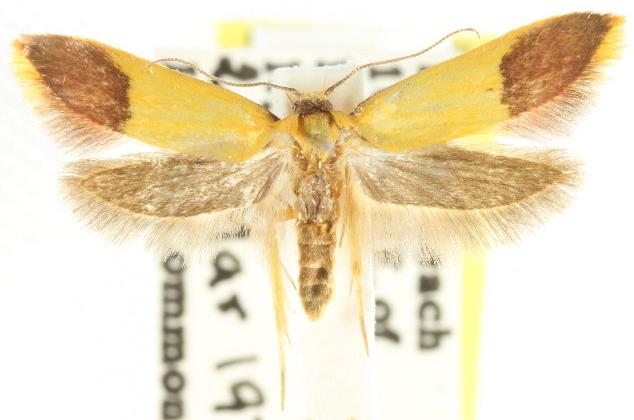 Tachystola thiasotis