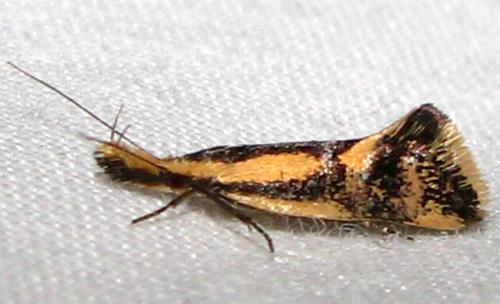Thema xiphochrysa