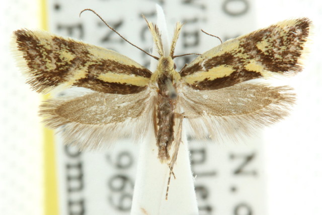Thema xiphochrysa