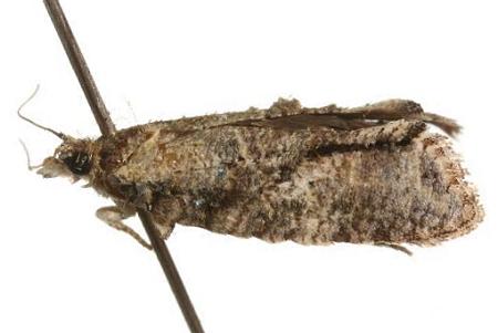 Polylopha epidesma