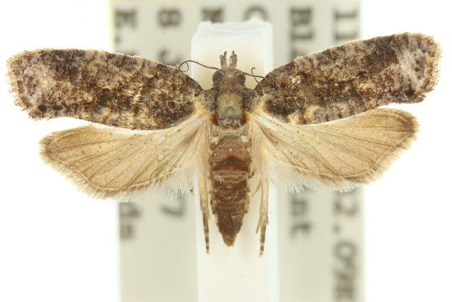 Polylopha epidesma