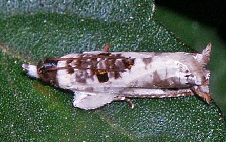 Caenognosis incisa