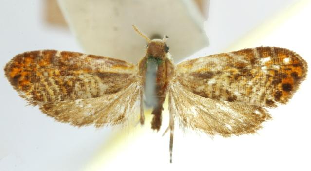 Thaumatographa pampoecila