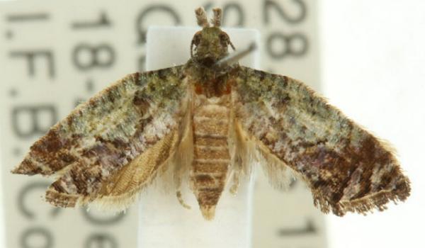 Polylopha phaeolopha