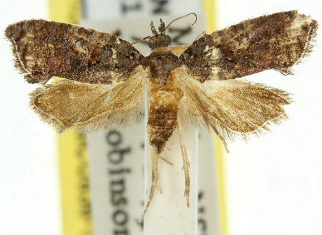 Polylopha phaeolopha