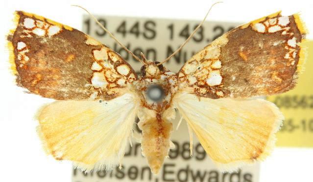 Gabala australiata