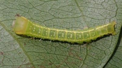 Westermannia gloriosa