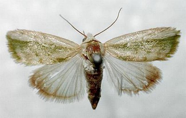 Earias huegeliana