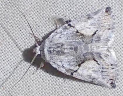 Bryophilopsis leucopolia