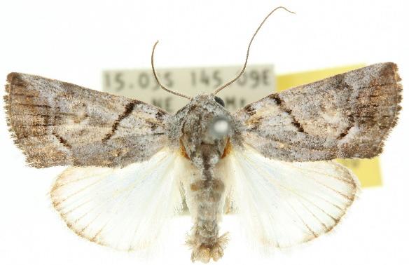 Bryophilopsis leucopolia