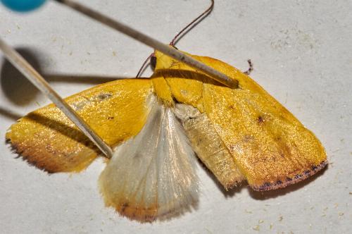 Earias luteolaria