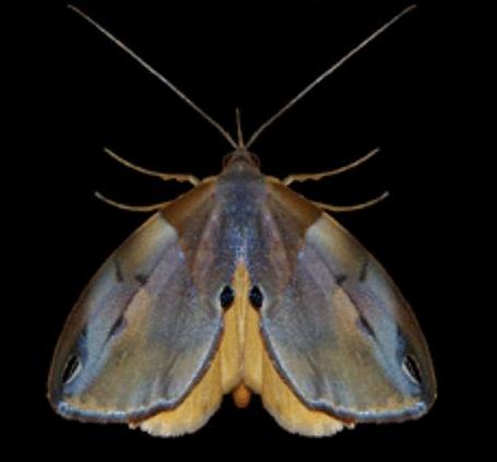 Cacyparis melanolitha