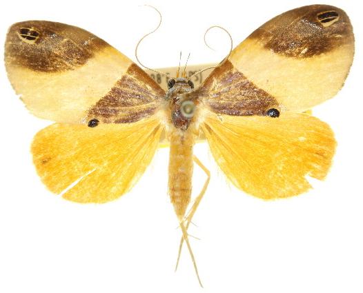 Cacyparis melanolitha