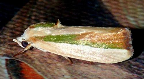 Earias vittella
