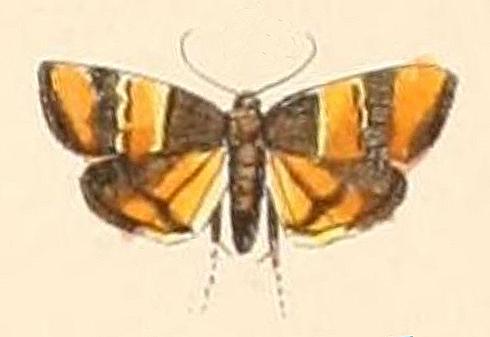 Choreutis basalis