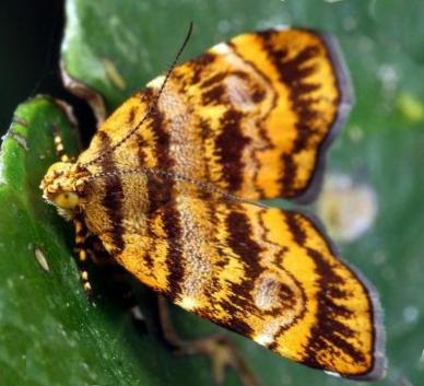 Choreutis limonias