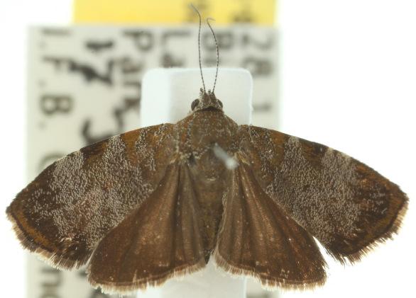 Choreutis melanopepla