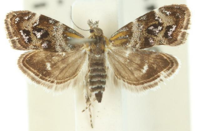 Tebenna micalis