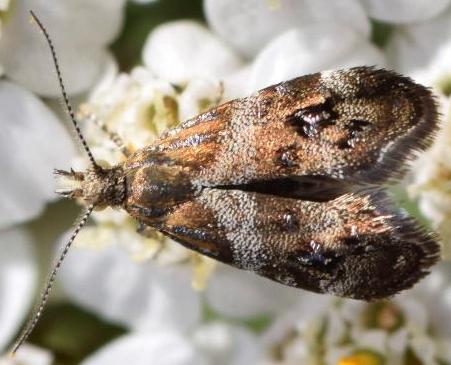 Tebenna micalis