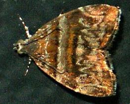 Choreutis periploca