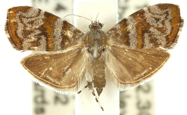 Choreutis periploca