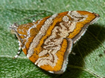 Choreutis periploca